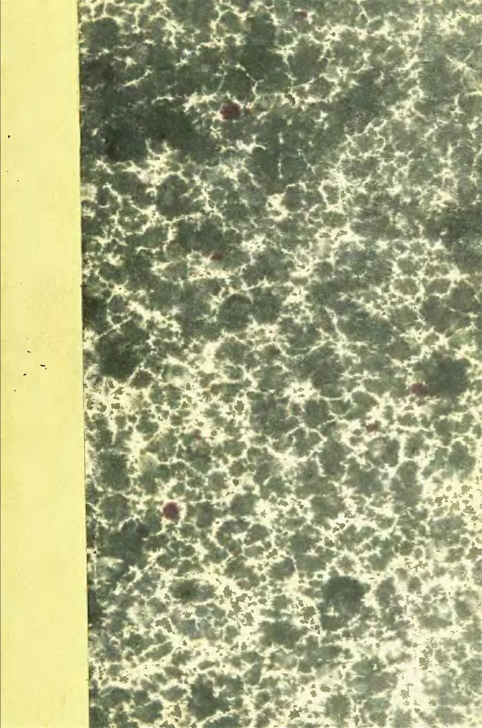 Double Standard — Your Congress