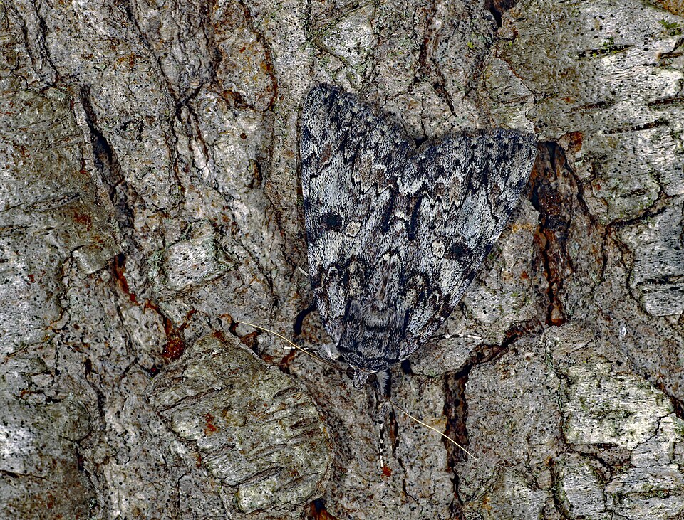 White House Asks — Lepidoptera (51378617190)